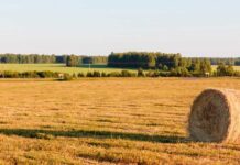 I vantaggi della certificazione Iso 22005 certificazione Iso 22005